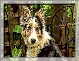 Owczarek australijski-australian shepherd